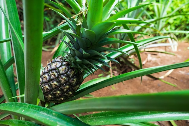 Wachsende Ananas aus nächster Nähe