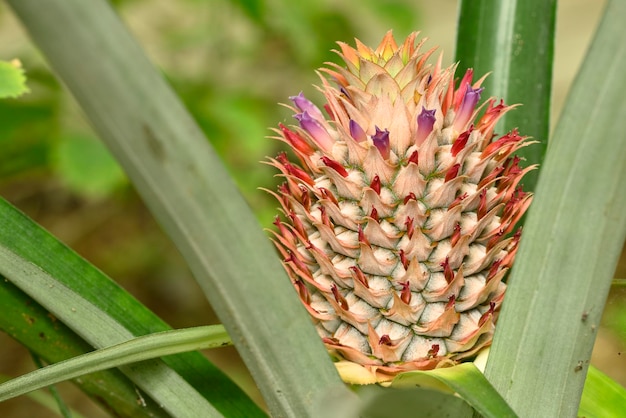 Wachsende Ananasfrucht mit Blumen Ananas comosus