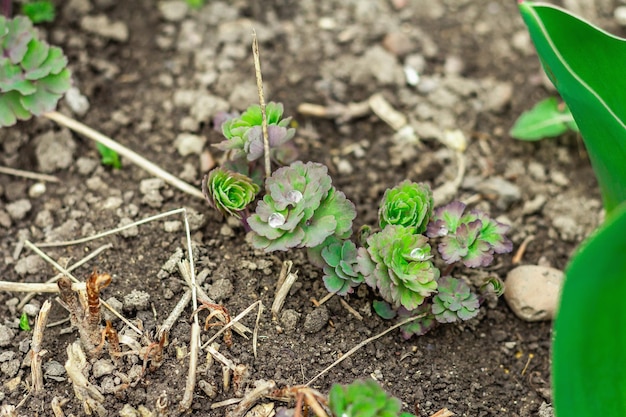 Wachsende Aquilegia Junge Blätter und Tautropfen auf ihnen Gartenarbeit konzeptioneller Hintergrund