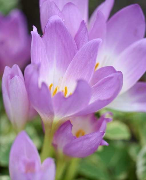 Wachsende blühende Krokusse im Garten an einem Sommertag, Nahaufnahme