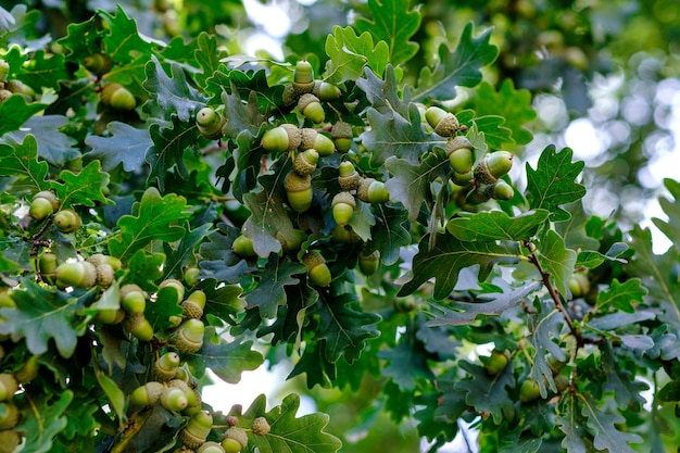 Wachsende braune Eicheln auf einem Eichenzweig säen Früchte Nüsse eines Waldbaums Herbsteiche Eichel