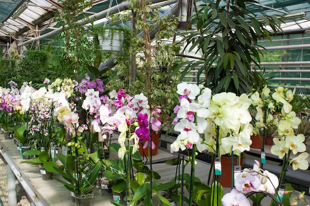 Wachsende bunte tropische blühende Orchideenpflanzen in einem Gewächshaus für Handel und Export