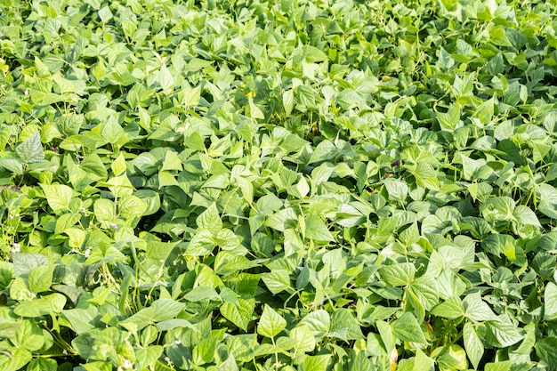 Wachsende grüne Bohnen in einem Permakulturgarten im Sommer