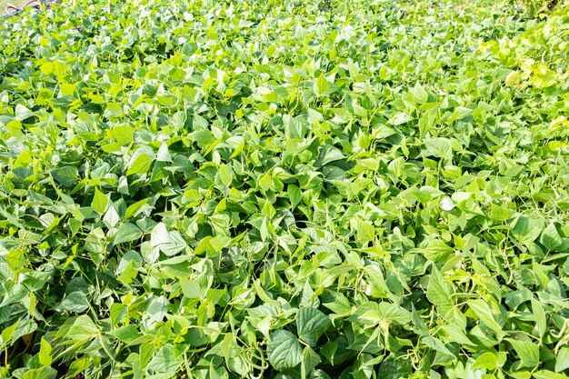 Wachsende grüne Bohnen in einem Permakulturgarten im Sommer