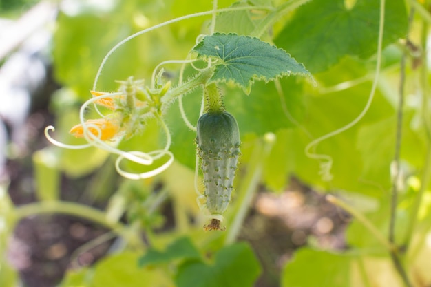 Wachsende junge Früchte von Gurken Gartenernte