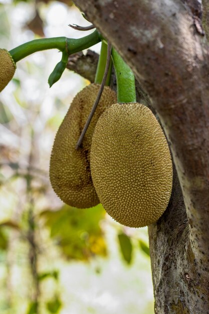 Wachsende junge Jackfruits auf dem Baum im Garten