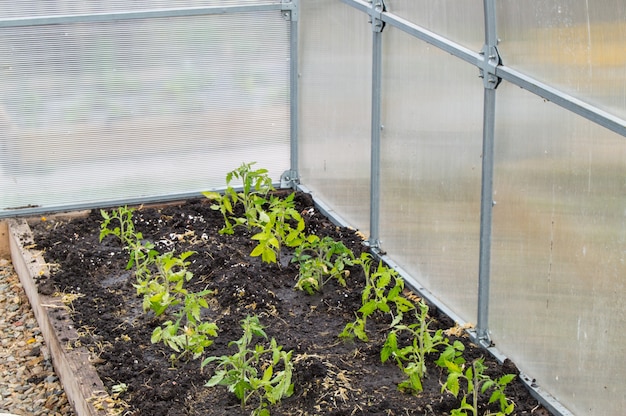 Wachsende junge Tomatenpflanzen in einem Polycarbonat-Gewächshaus, das Konzept des biologischen Gartens.