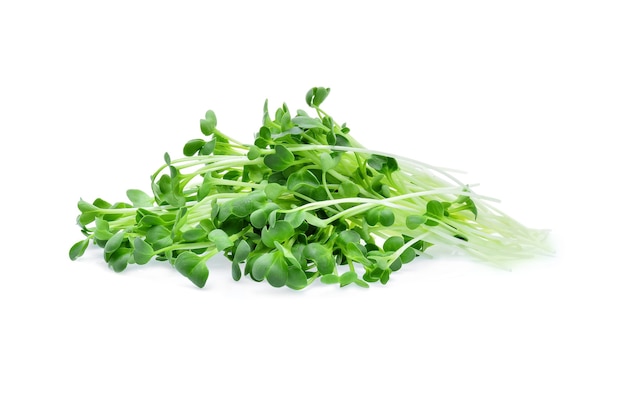 Wachsende Microgreens auf weißem Hintergrund