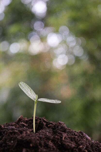 Wachsende Pflanze mit Bokeh-Licht