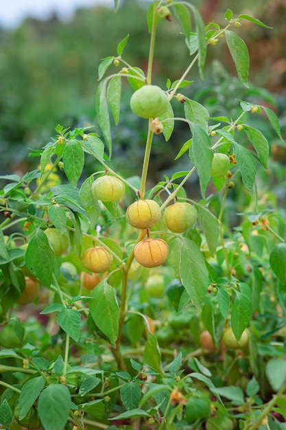 Wachsende Physalis Grüne Physalis Physalis im Gewächshaus Physalis im Garten