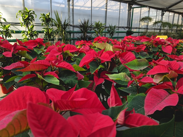 Wachsende Poinsetia in einem großen Gewächshaus