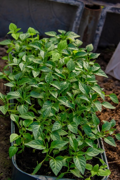 Wachsende Sämlinge von Paprika