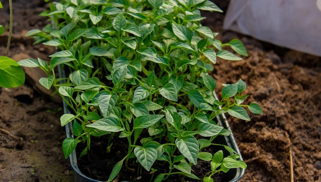 Wachsende Sämlinge von Paprika