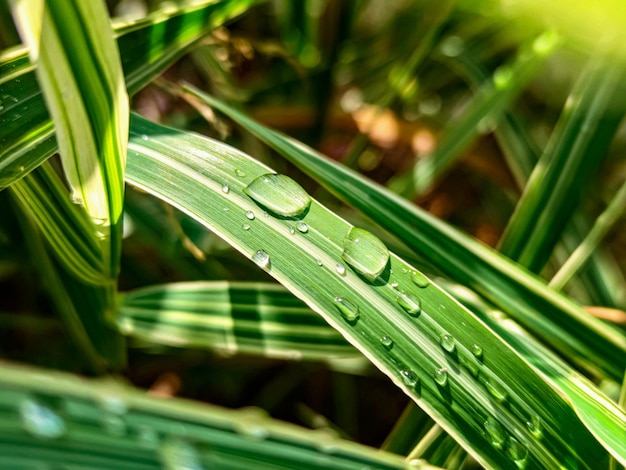 Wachsende Sprossen der grünen Sonnenblume