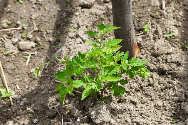 Wachsende Tomate im Boden