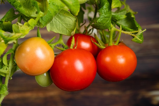 Wachsende Tomaten reife Tomaten