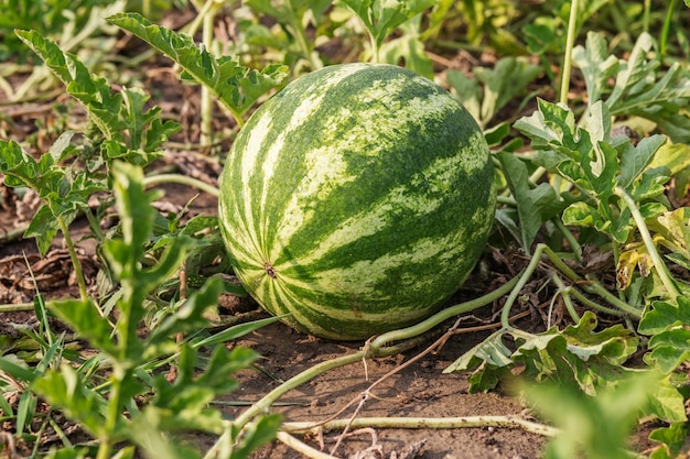 Wachsende Wassermelone auf dem Feld in einem Gemüsegarten