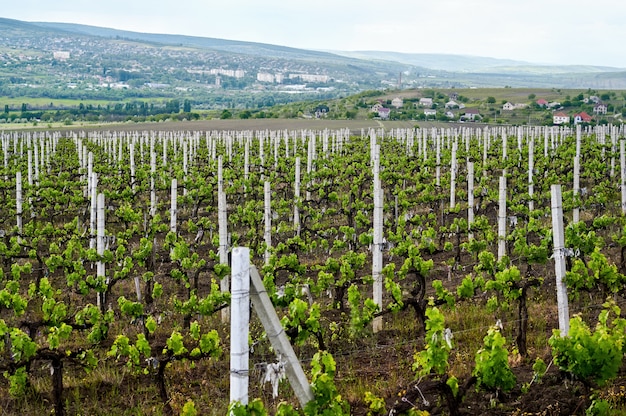 Wachsende Weinberge in Moldawien