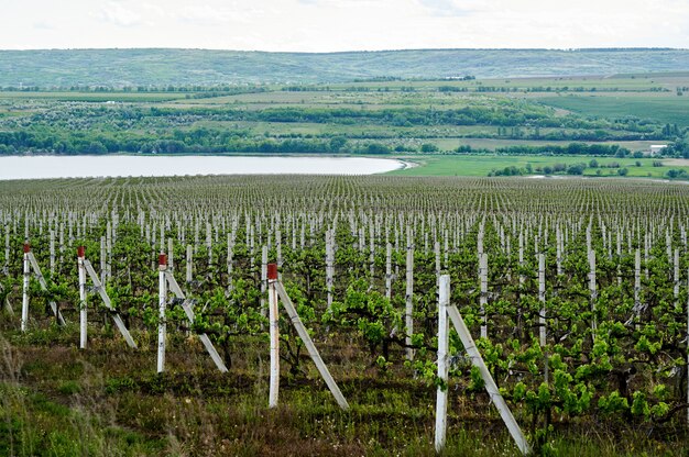 Wachsende Weinberge in Moldawien