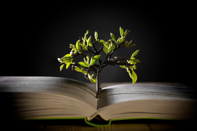 Wachsender Baum mit grünen Blättern aus einem offenen Buch
