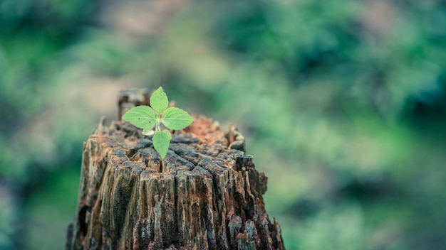 Wachsender grüner Baum