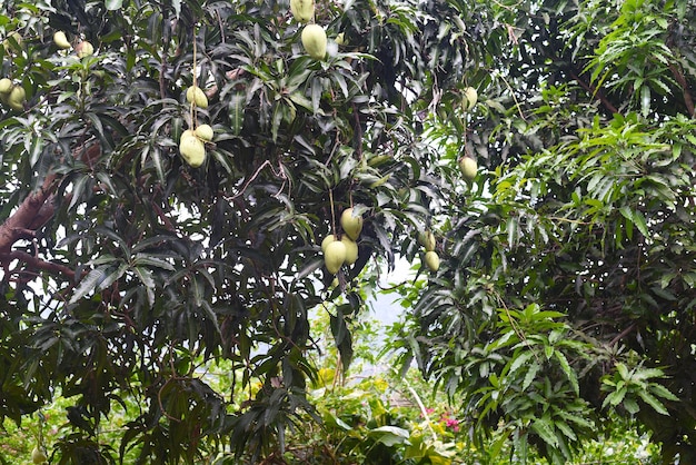 Wachsender grüner Mangobaum in Vietnam