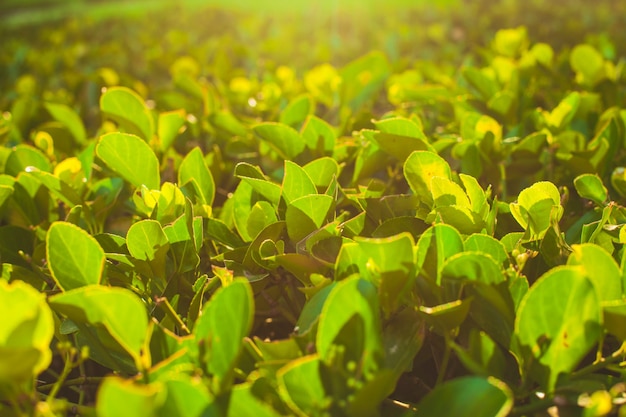 Wachsender grüner Teebüschehintergrund unter Sonnenaufgang