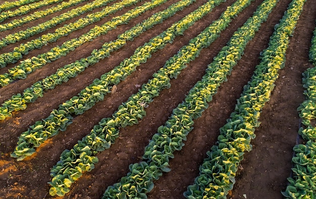 Wachsender Kohl auf dem Feld