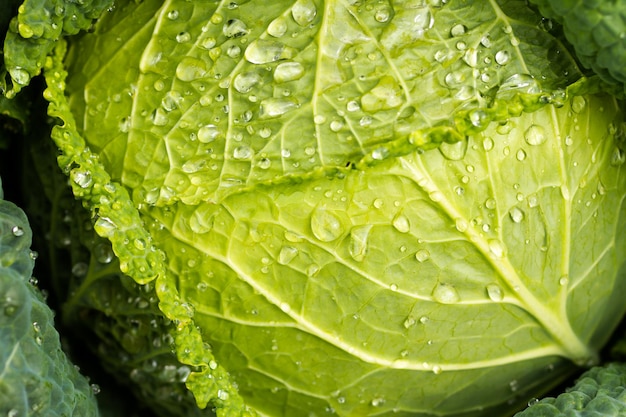 Wachsender Kohl im Bio-Gemüsegarten.