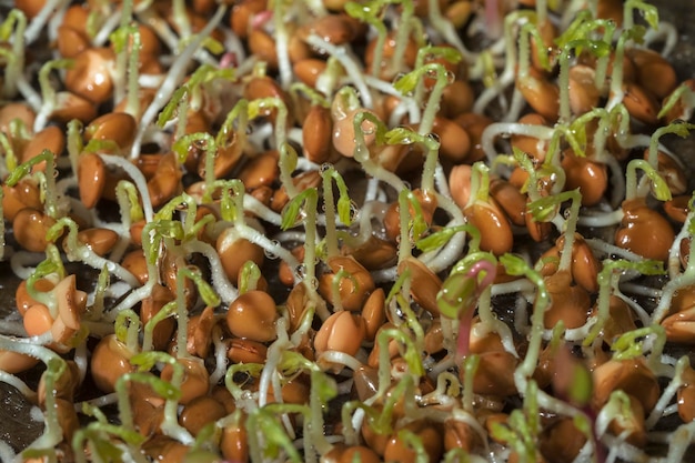 Wachsender Microgreens-Hausgarten Gekeimte Linsensamen auf einer Leinenmatte