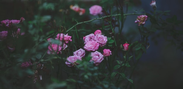 Wachsender Rosenstrauch mit rosa Blüten und grünen Blättern Sommertag