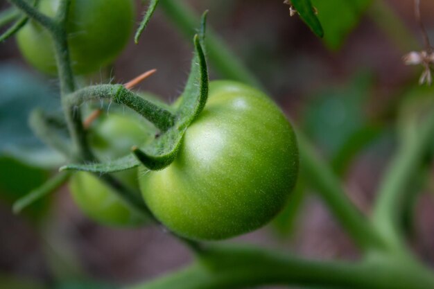 Wachsendes Gemüse. Unausgereifte grüne Tomaten in einem Garten. Landwirtschafts- und Anbaukonzept.
