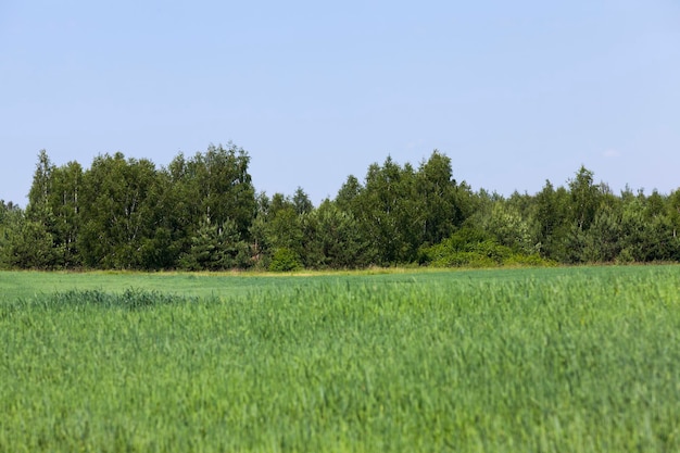 Wachsendes Vieh füttert grünen Hafer auf einem großen Feld