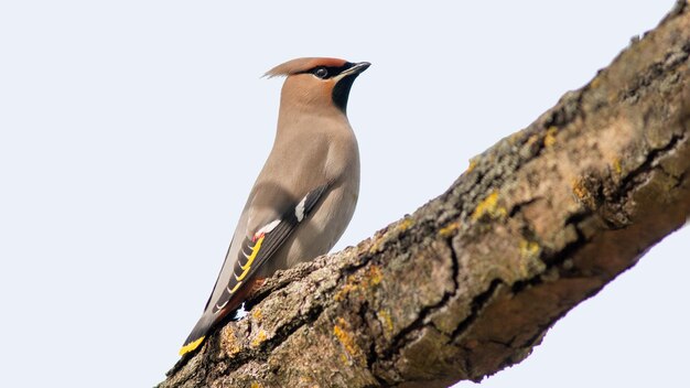 Wachsflügelvogel sitzt auf einem Baum