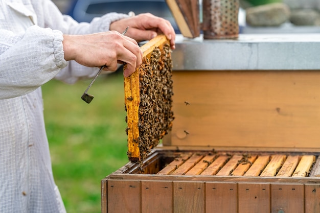 Wachsrahmen in der Bienenstockhonigproduktion