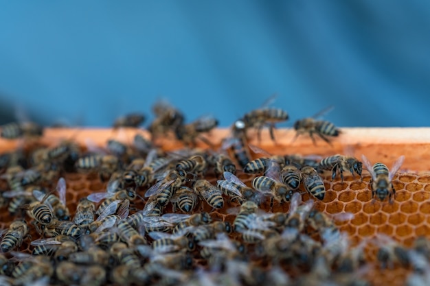 Wachsrahmen in der Bienenstockhonigproduktion