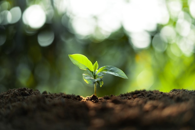 Wachstum Bäume Konzept Kaffeebohnensämlinge NaturhintergrundKaffeebaum