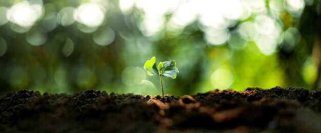 Wachstum Bäume Konzept Kaffeebohnensämlinge NaturhintergrundKaffeebaum