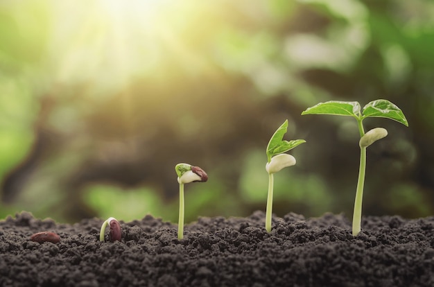 Wachstumssschrittkonzept der Landwirtschaftsbetriebsaussaat im Garten und im Sonnenlicht