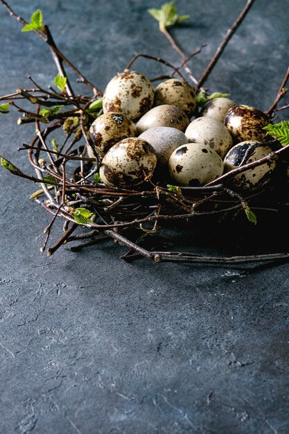 Wachtel-Ostereier im Nest