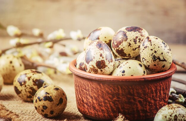 Wachteleier auf einem schönen Frühlingshintergrund. Selektiver Fokus