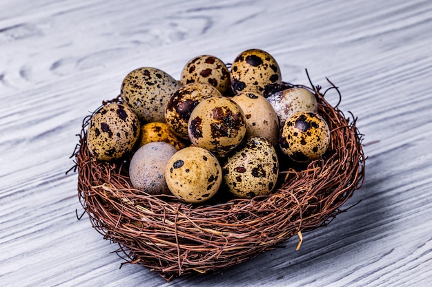 Wachteleier im Nest