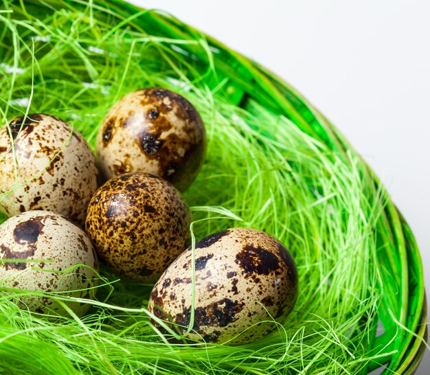 Wachteleier im Nest