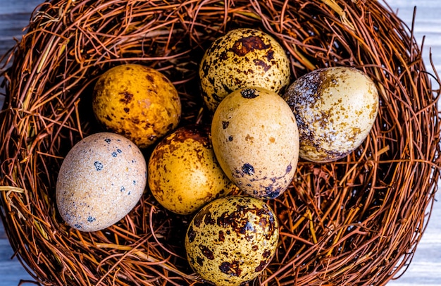 Wachteleier in einem Nest