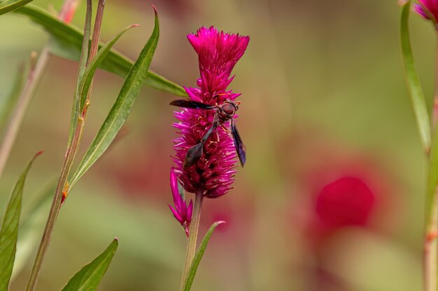 Wachtelgras-Blütenpflanze der Art Celosia argentea mit einer Wespe