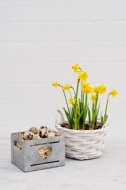 Wachtelvogelei in einem hölzernen Korb mit frischen Narzissenblumen auf einer weißen Backsteinmauer.