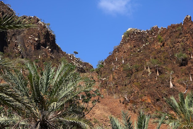 Wadi dirhur canyon ilha de socotra oceano índico iêmen