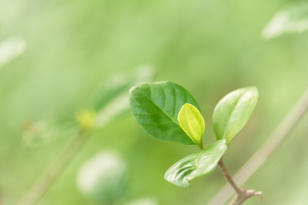 Wählen Sie den Fokuspunkt auf dem Blatt. Die Blätter sind frisch grün mit Kopie Raum