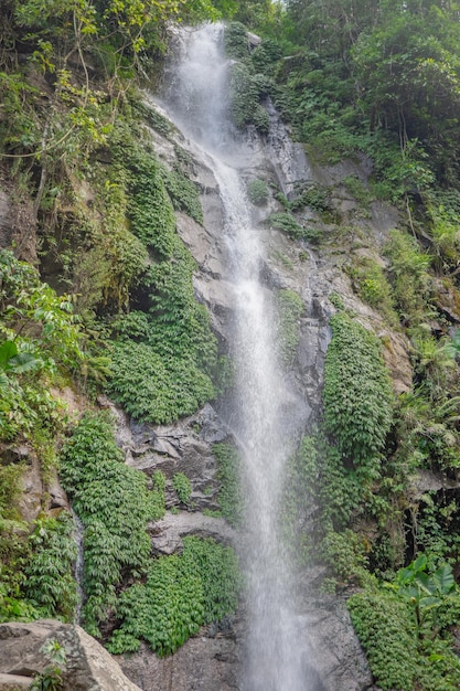 Während der Regenzeit fällt kleines Wasser auf den tropischen Wald