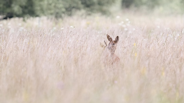 Foto während der rutt-saison verfolgt ein roebuck auf einer wiese ein reh